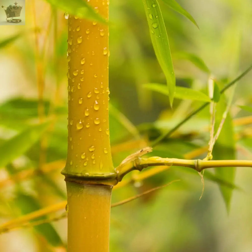 2 x Yellow Bamboo (Phyllostachys) Plants 80-100cm Tall Royalcart