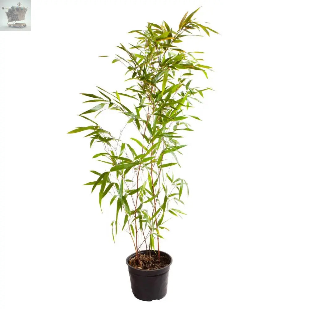 2 x Yellow Bamboo (Phyllostachys) Plants 80-100cm Tall Royalcart