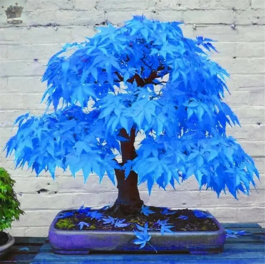 20 Seeds Japanese Maple Acer Tree sky blue  bonsai rare plant  home Garden Royalcart