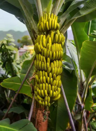 20 x banana tree seeds. Musa Yunnanensis seeds Yunnan Banana. Royalcart