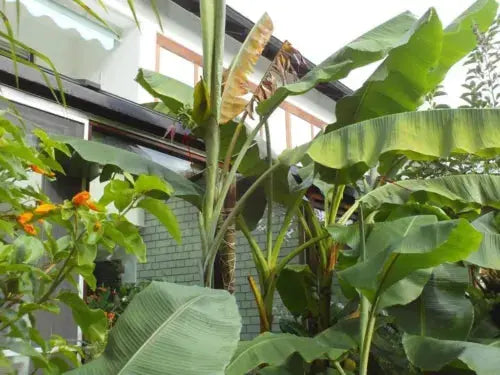 20 x banana tree seeds. Musa Yunnanensis seeds Yunnan Banana. Royalcart