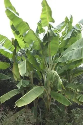 20 x banana tree seeds. Musa Yunnanensis seeds Yunnan Banana. Royalcart