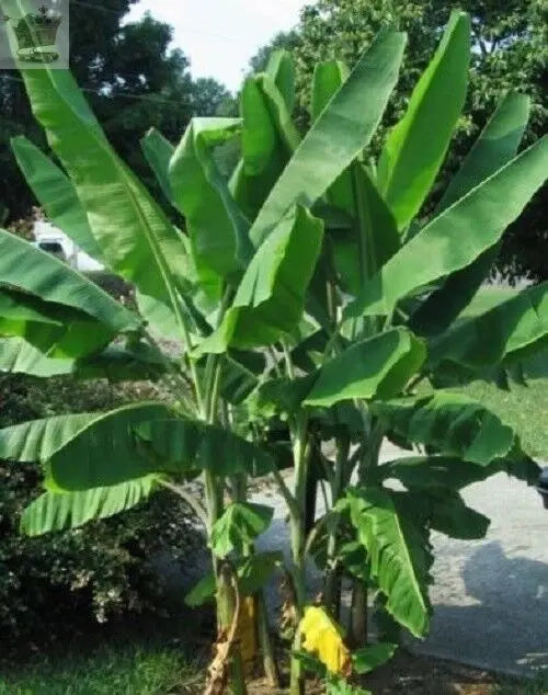 20 x banana tree seeds. Musa Yunnanensis seeds Yunnan Banana. Royalcart