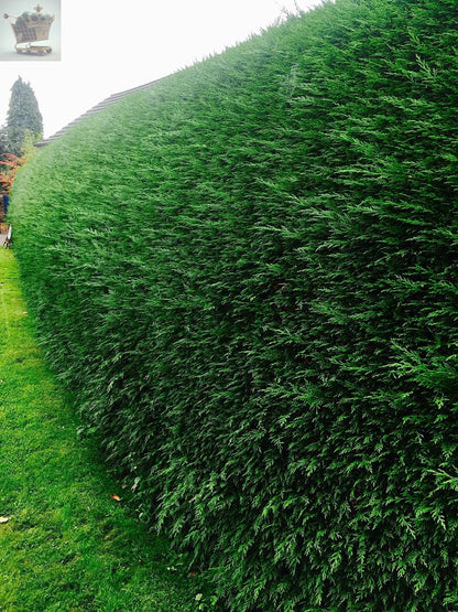 200 X 50-70cm LEYLANDII GREEN EVERGREEN CONIFER HEDGING LEYLANDII PLANT POTTED - Royalcart