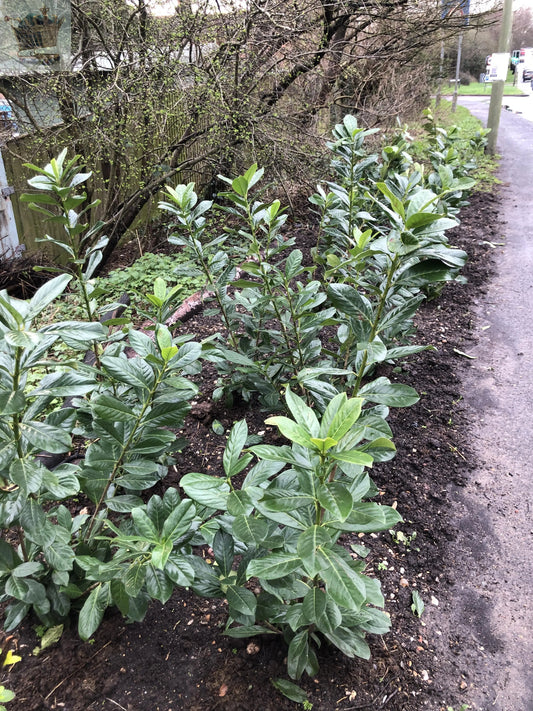 200x 3-4ft Cherry Laurel Garden Evergreen hedge plants Multi Stems A+ Grade low maintenance bare root hedging bundle of 200 plants Royalcart