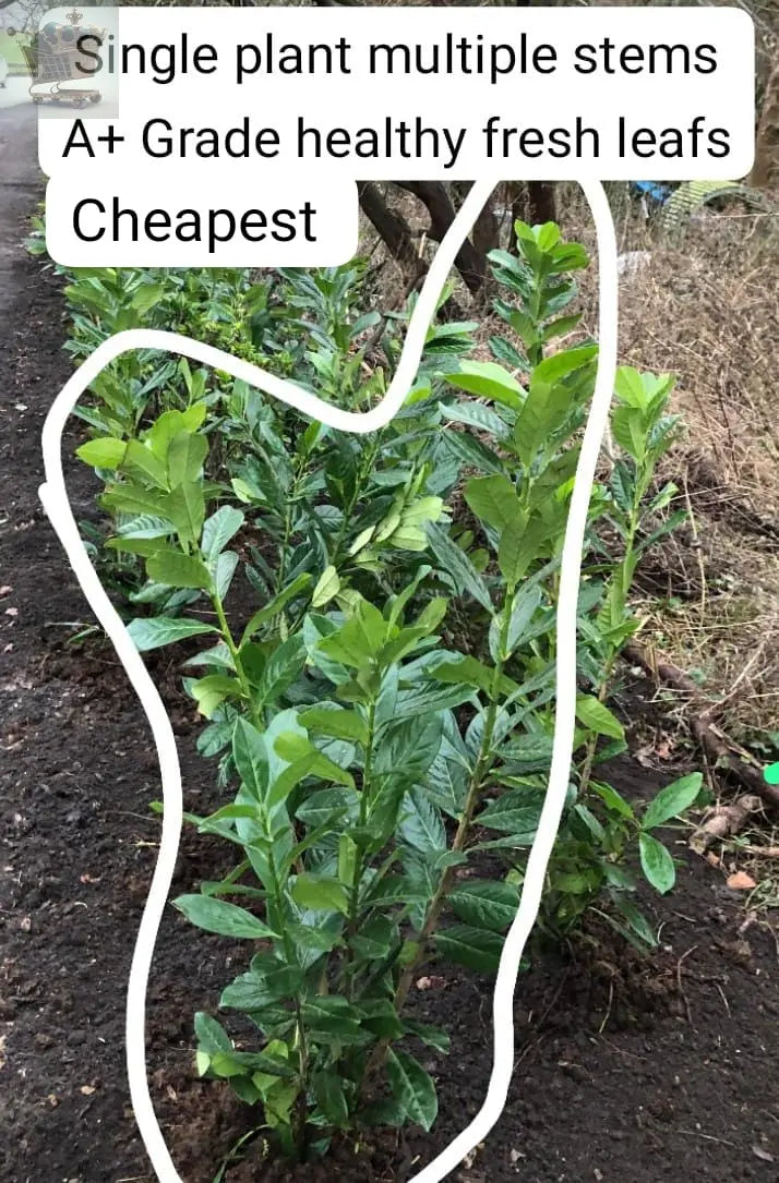 200x 3-4ft Cherry Laurel Garden Evergreen hedge plants Multi Stems A+ Grade low maintenance bare root hedging bundle of 200 plants Royalcart