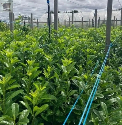 200x 3-4ft Cherry Laurel Garden Evergreen hedge plants Multi Stems A+ Grade low maintenance bare root hedging bundle of 200 plants Royalcart