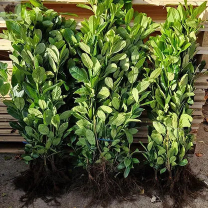 200x 3-4ft Cherry Laurel Garden Evergreen hedge plants Multi Stems A+ Grade low maintenance bare root hedging bundle of 200 plants Royalcart