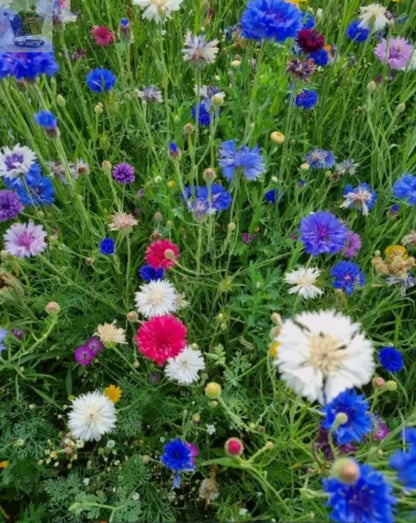 25g  Wild Flower Meadow Seeds BUY 1 get 1 FREE Wild Scented Bee Mix 149 - Royalcart