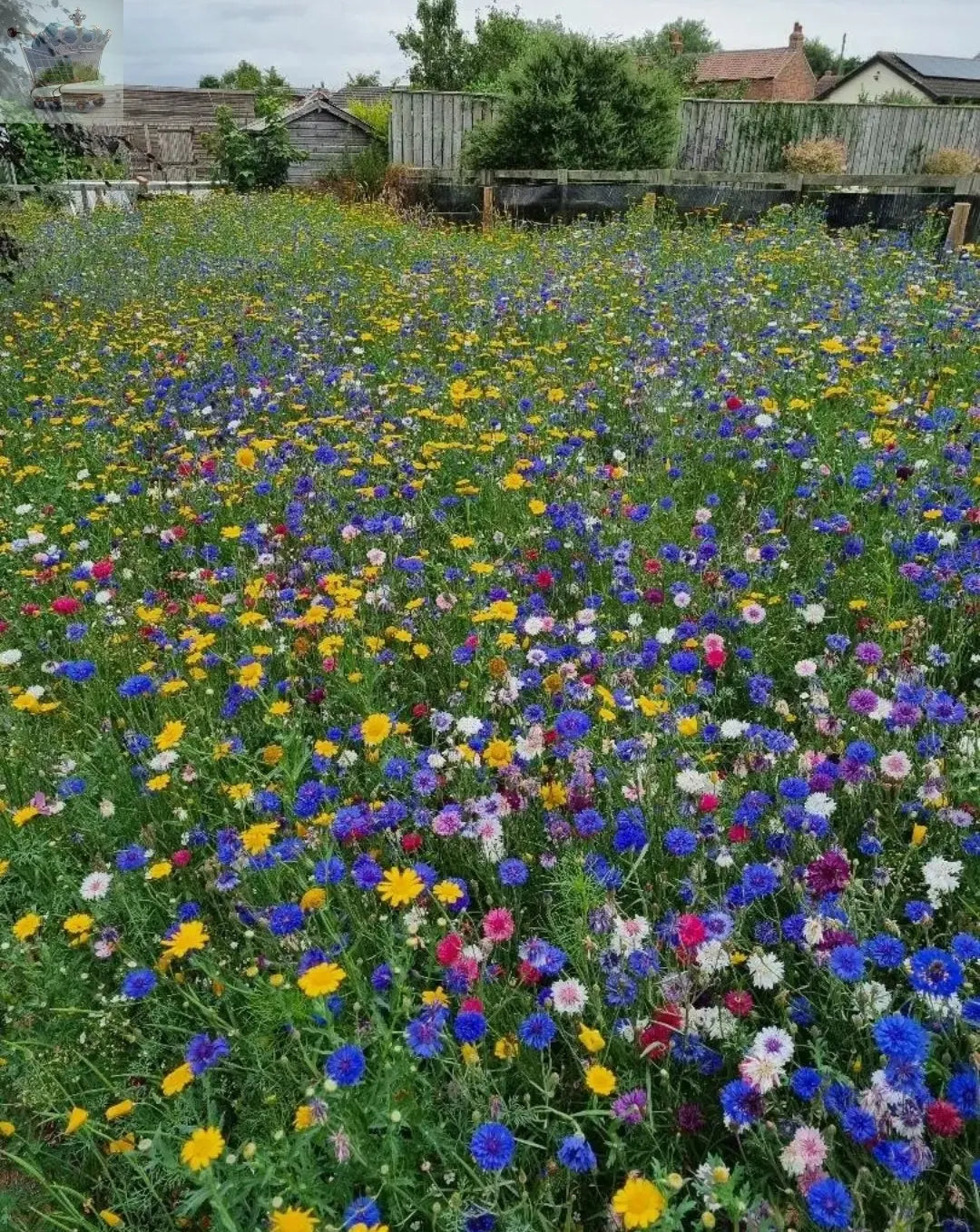 25g  Wild Flower Meadow Seeds BUY 1 get 1 FREE Wild Scented Bee Mix 149 - Royalcart