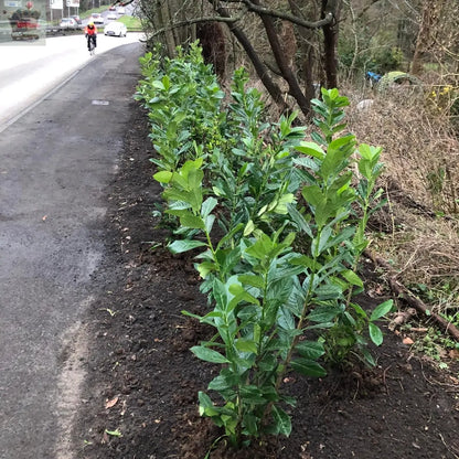 25x 3-4ft Cherry Laurel Garden Evergreen hedge plants Multi Stems A+ Grade low maintenance bare root hedging pack of 25 plants Royalcart