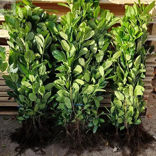 25x 3-4ft Cherry Laurel Garden Evergreen hedge plants Multi Stems A+ Grade low maintenance bare root hedging pack of 25 plants Royalcart