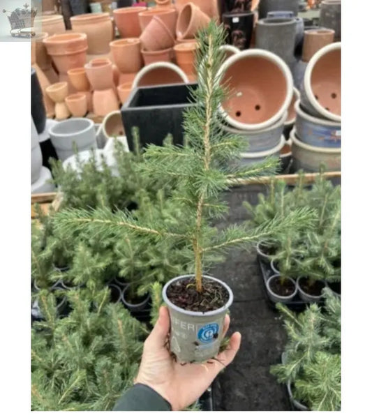 2x  Picea Glauca Christmas Trees , Very Healthy And Cheap Approx 35-40cm Royalcart