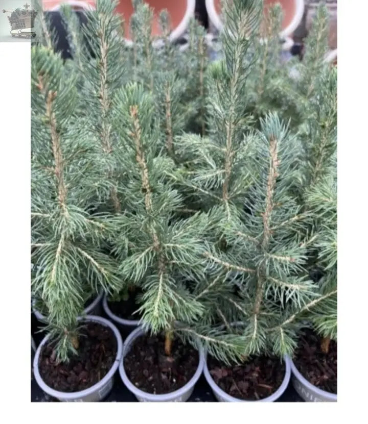 2x  Picea Glauca Christmas Trees , Very Healthy And Cheap Approx 35-40cm Royalcart