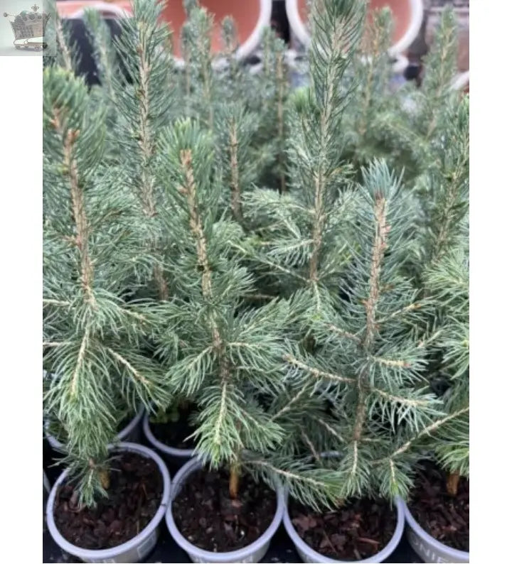 2x  Picea Glauca Christmas Trees , Very Healthy And Cheap Approx 35-40cm Royalcart