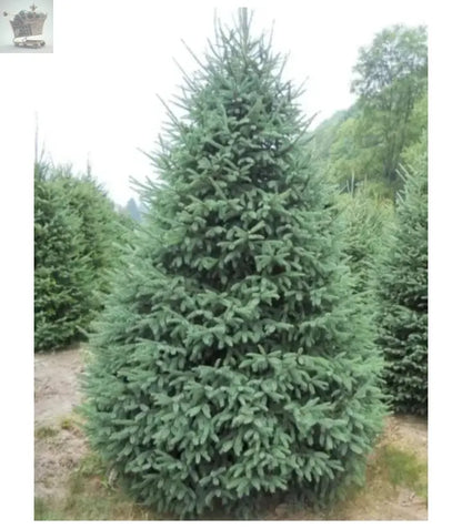 2x  Picea Glauca Christmas Trees , Very Healthy And Cheap Approx 35-40cm Royalcart