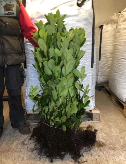 3-4ft tall Cherry Laurel Garden Evergreen hedge plants low maintenance bare root hedging Royalcart