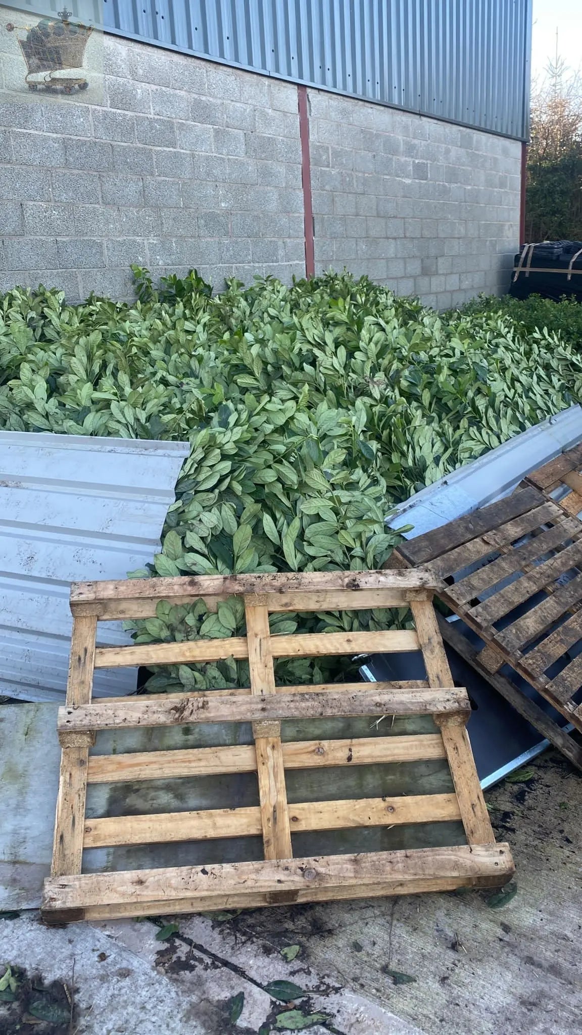 3-4ft tall Cherry Laurel Garden Evergreen hedge plants low maintenance bare root hedging Royalcart