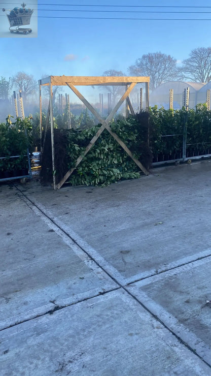 3-4ft tall Cherry Laurel Garden Evergreen hedge plants low maintenance bare root hedging Royalcart
