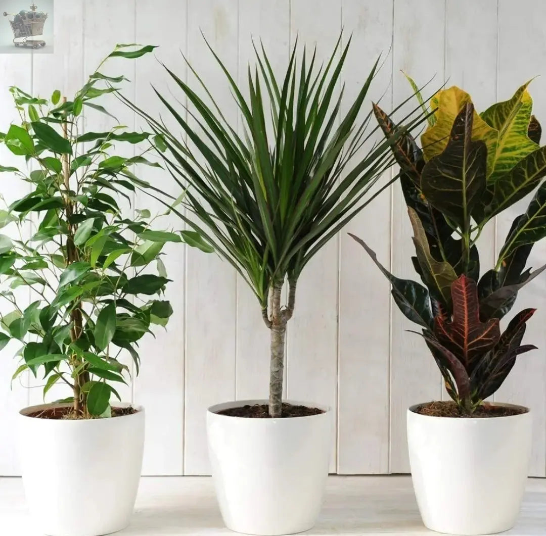 3 Indoor House Plants Perfect for Cleaning Air at Home in Office, 3X 12cm Pots Royalcart