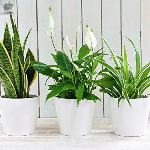 3 Indoor House Plants Perfect for Cleaning Air at Home in Office, 3X 12cm Pots Royalcart