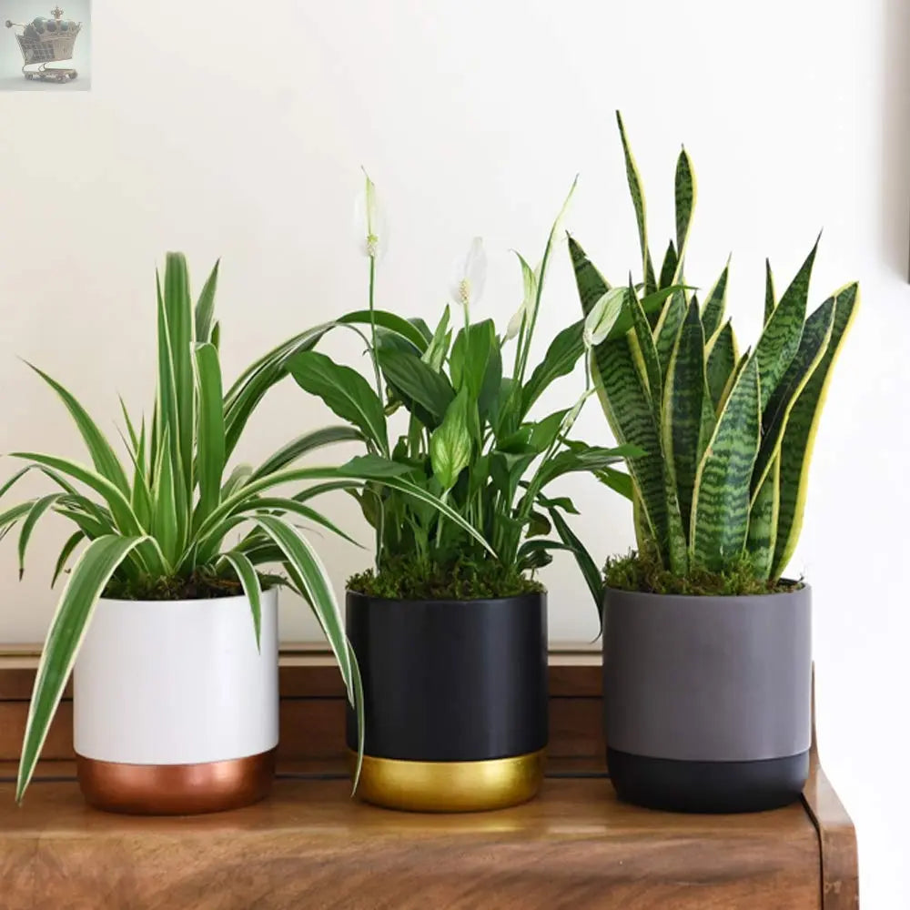 3 Indoor House Plants Perfect for Cleaning Air at Home in Office, 3X 12cm Pots Royalcart