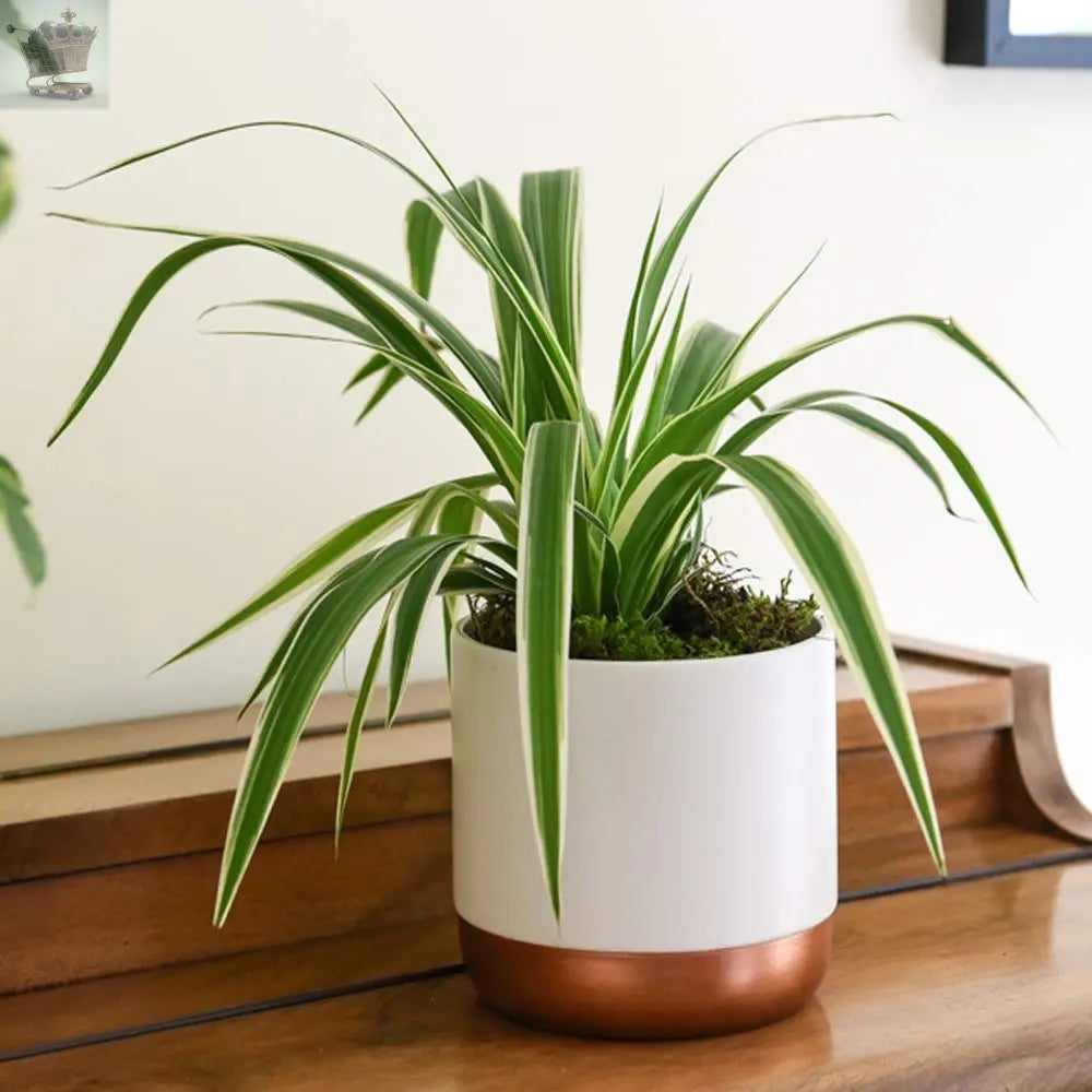 3 Indoor House Plants Perfect for Cleaning Air at Home in Office, 3X 12cm Pots Royalcart