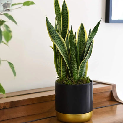 3 Indoor House Plants Perfect for Cleaning Air at Home in Office, 3X 12cm Pots Royalcart