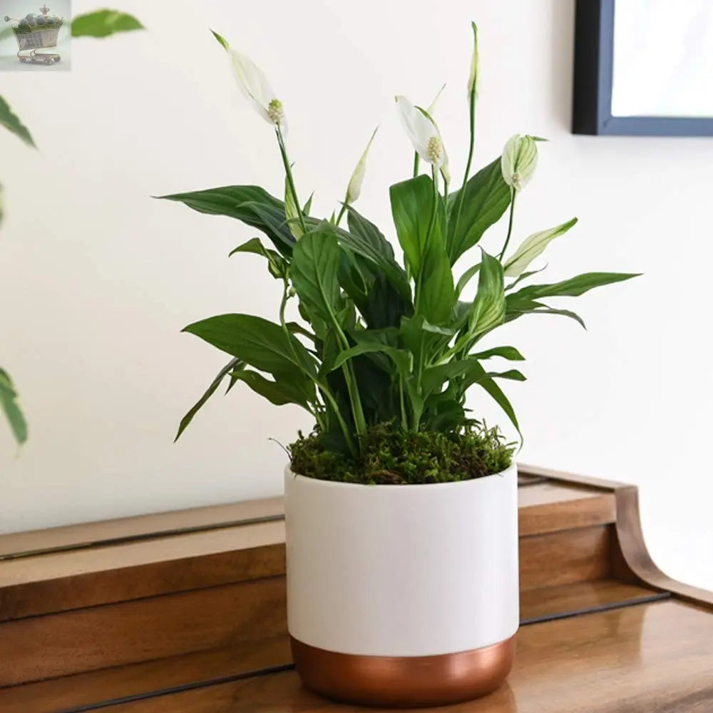 3 Indoor House Plants Perfect for Cleaning Air at Home in Office, 3X 12cm Pots Royalcart