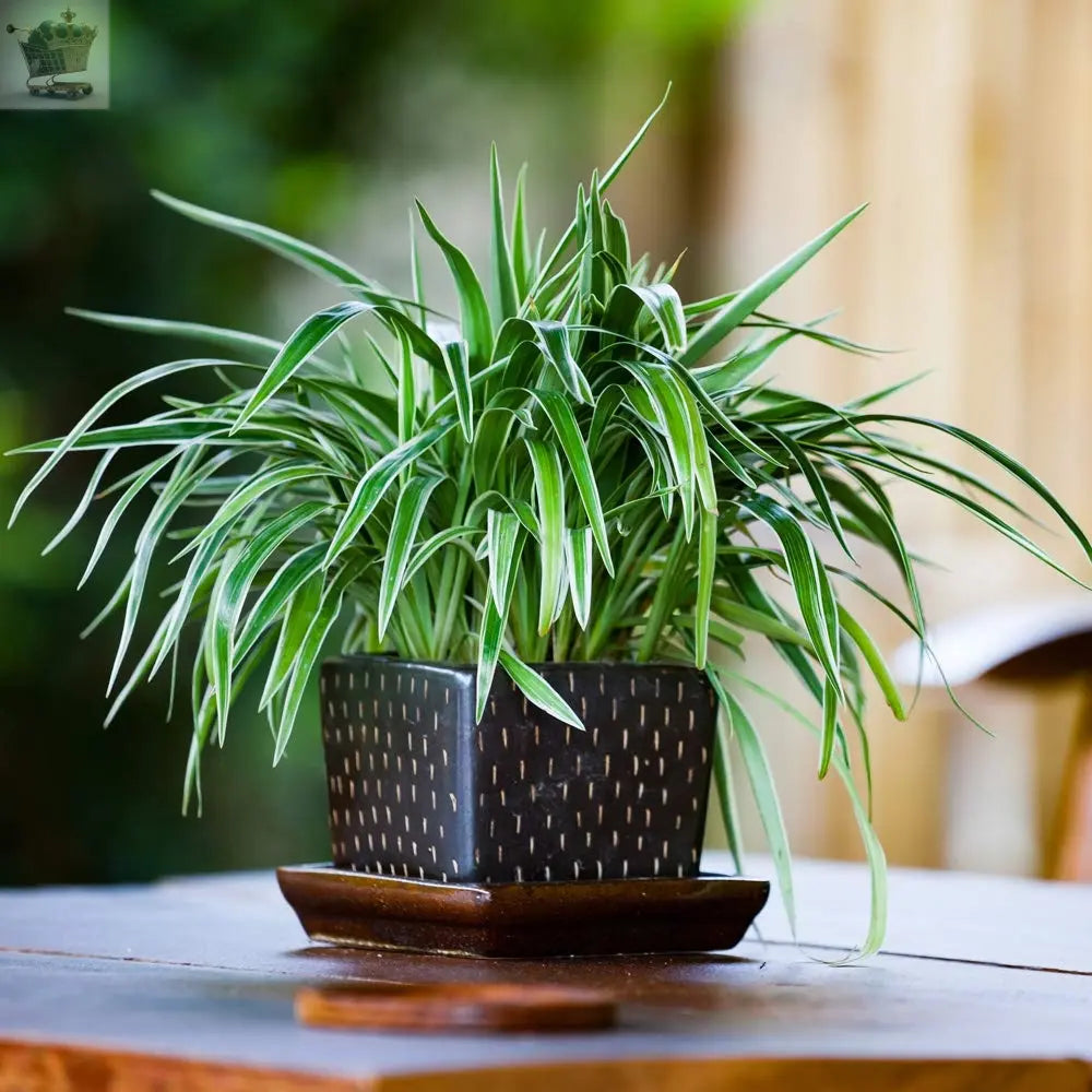 3 Indoor House Plants Perfect for Cleaning Air at Home in Office, 3X 12cm Pots Royalcart