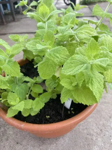 3 Mint 'Apple Mint' Plug Plants. Perennial Herb. Ready To Grow! Royalcart