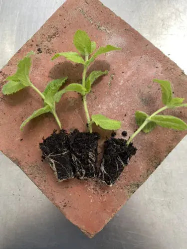 3 Mint 'Apple Mint' Plug Plants. Perennial Herb. Ready To Grow! Royalcart