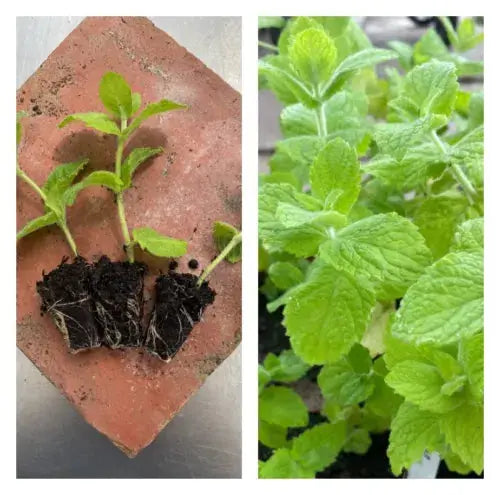 3 Mint 'Apple Mint' Plug Plants. Perennial Herb. Ready To Grow! Royalcart