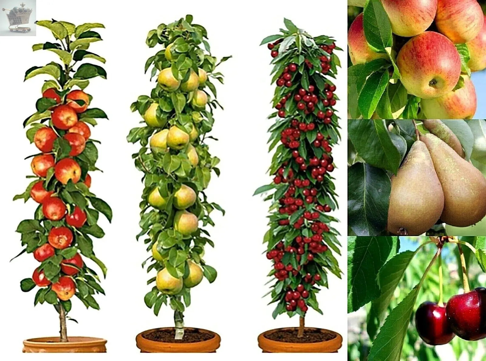 3 Pillar Fruit Trees Apple, Cherry & Pear Garden Patio Terrace25 Royalcart