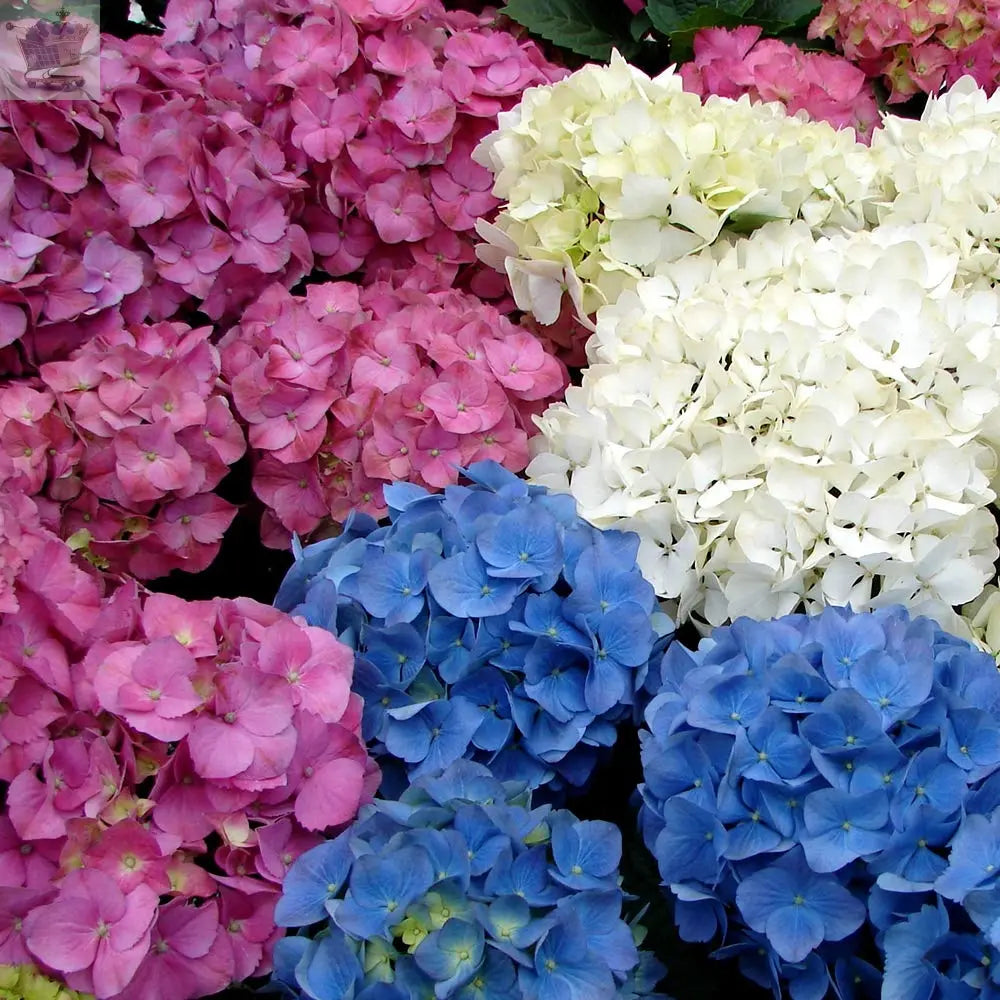 3 X Mixed Hydrangea MACROPHYLLA DECIDUOUS Shrub Hardy Plant in Pot Royalcart