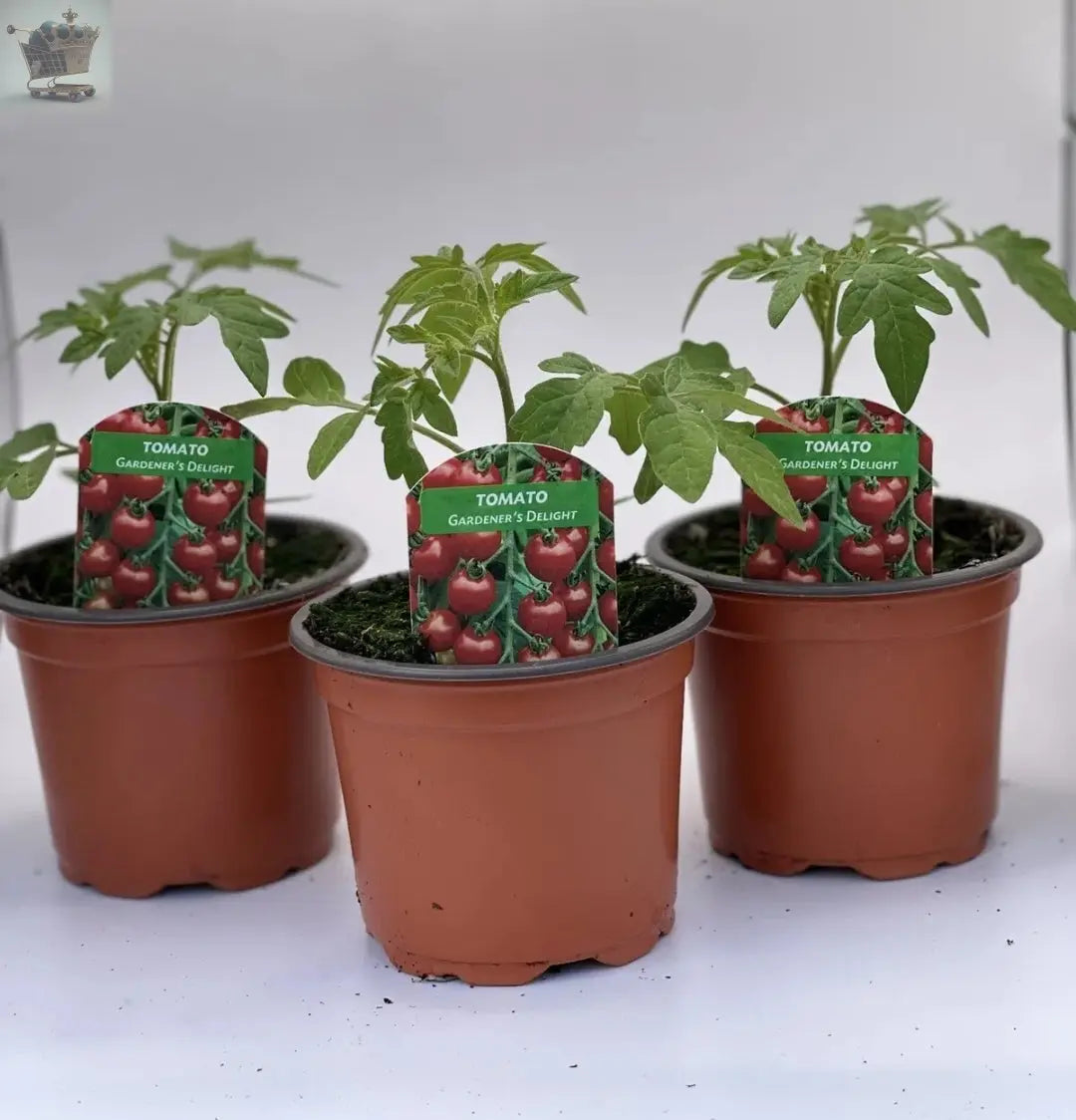 3 x 9cm tomato plant gardeners delight not plug 10-20cm ready now Royalcart