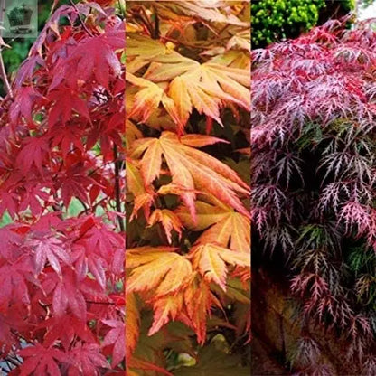 3 x Acer Plant Collection in 11cm Pots - Palmatum Varities Like Atropurpureum - Flamingo - Bloodgood - Osakazuki Gearcourt