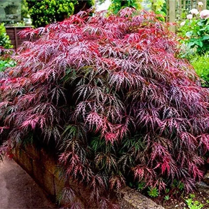 3 x Acer Plant Collection in 11cm Pots - Palmatum Varities Like Atropurpureum - Flamingo - Bloodgood - Osakazuki Gearcourt