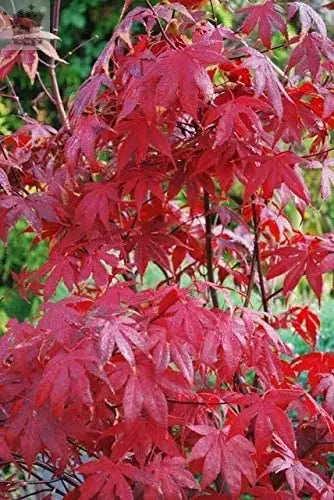 3 x Acer Plant Collection in 11cm Pots - Palmatum Varities Like Atropurpureum - Flamingo - Bloodgood - Osakazuki Gearcourt