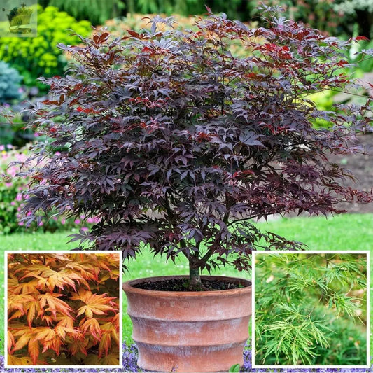 3 x Acer Trees Japanese Maple Tree Potted Outdoor Hardy Garden Ready Shrubs Gearcourt