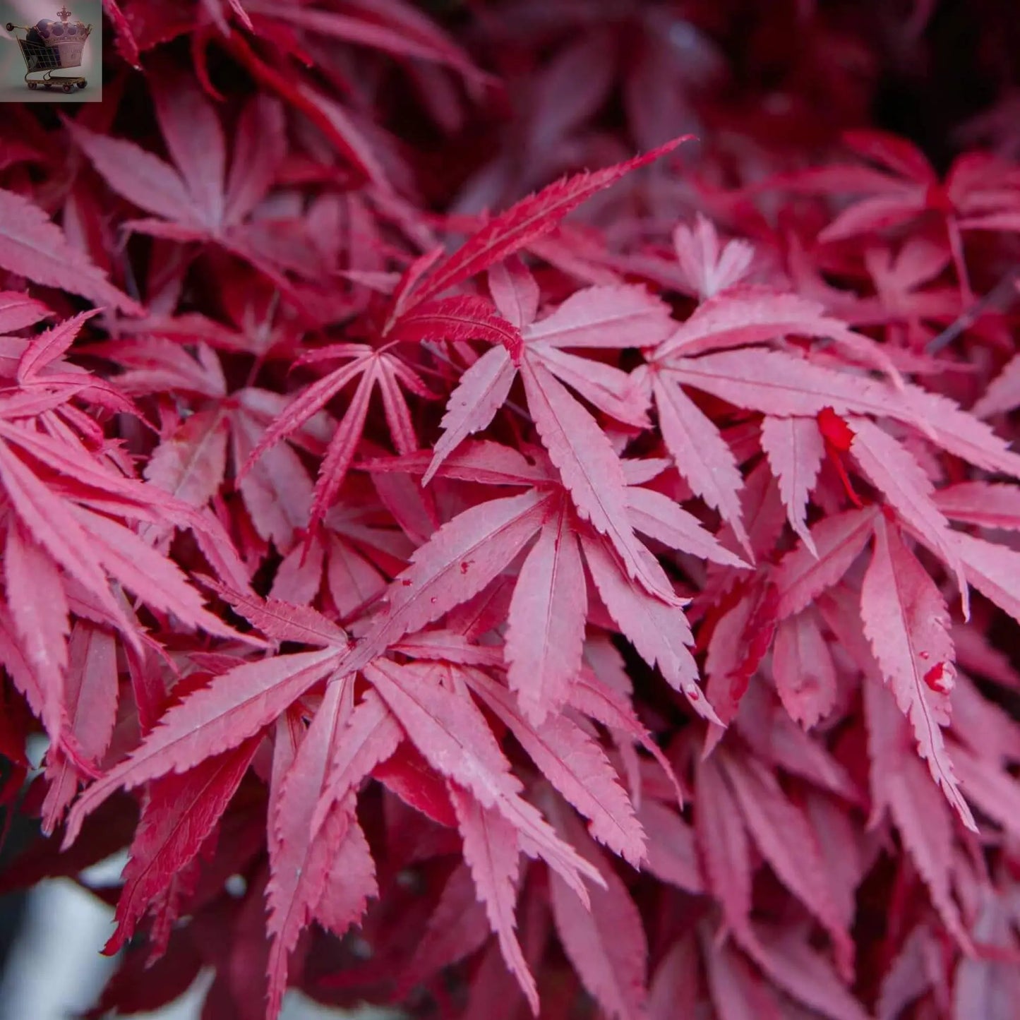 3 x Acer Trees Japanese Maple Tree Potted Outdoor Hardy Garden Ready Shrubs Gearcourt