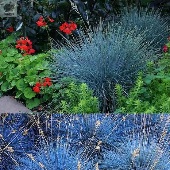 3 x Festuca Intense Blue in 9cm Pots Royalcart