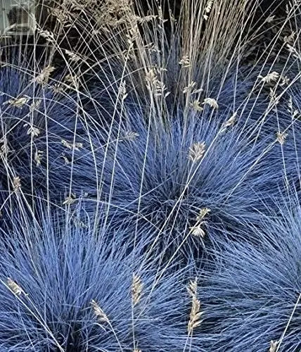 3 x Festuca Intense Blue in 9cm Pots Royalcart