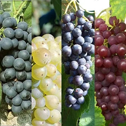 3 x Vitis Grape Mix - Garden Grape Fruit Vine Grow Your Own Grapevine Royalcart