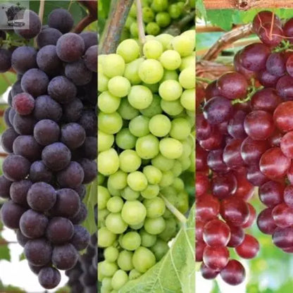 3 x Vitis Grape Mix - Garden Grape Fruit Vine Grow Your Own Grapevine Royalcart