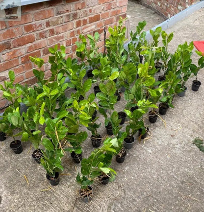 30 Cherry Laurel Hedging 1.5-2ft Tall Potted Gearcourt