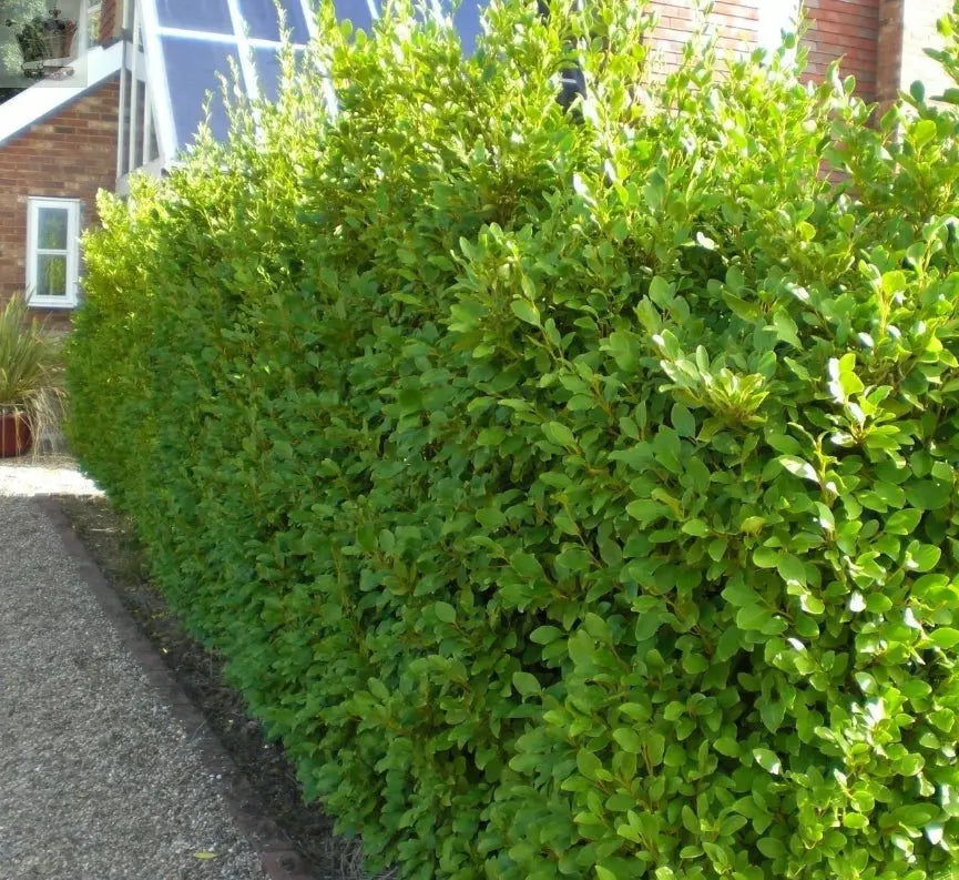 30 Griselinia Littoralis Hedging Plants 35-50cm Evergreen Fast Growth 10cm Pots - Royalcart