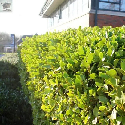 30 Griselinia Littoralis Hedging Plants 35-50cm Evergreen Fast Growth 10cm Pots - Royalcart