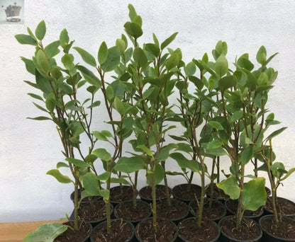 30 Griselinia Littoralis Hedging Plants 35-50cm Evergreen Fast Growth 10cm Pots - Royalcart