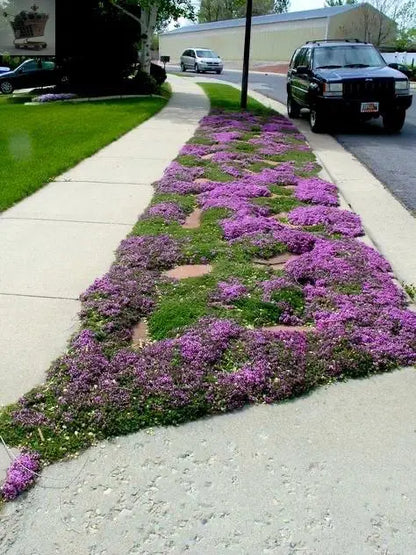 300 Creeping Thyme - Garden Plant Herb - Viable Seeds Purple Pink Blue White - Royalcart